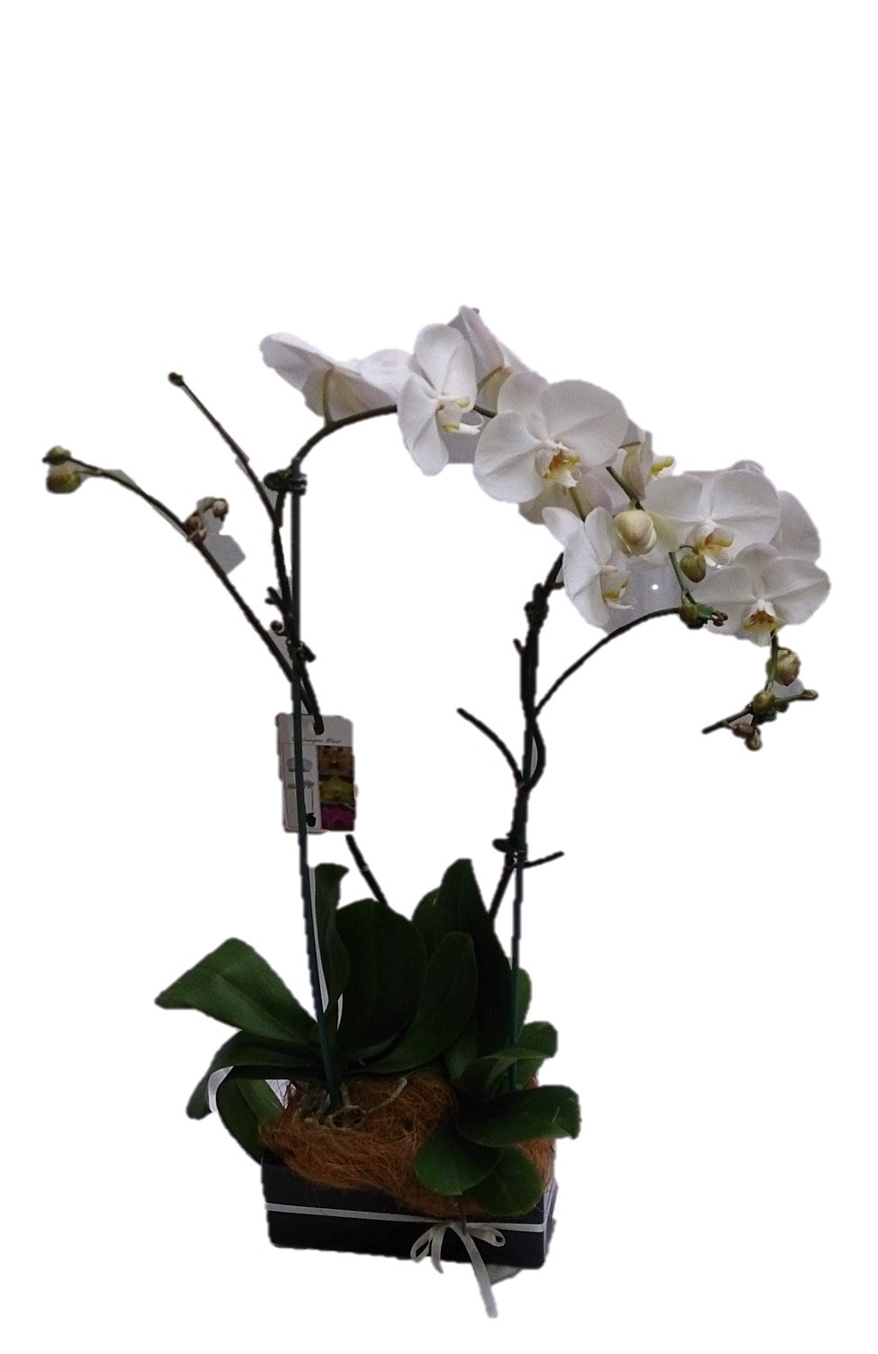 Orchid Plant Premium