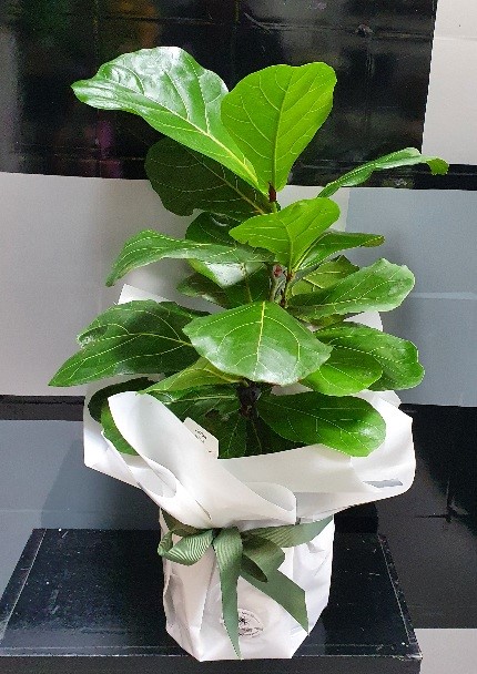 Ficus Lyrata (Fiddle Leaf Fig)