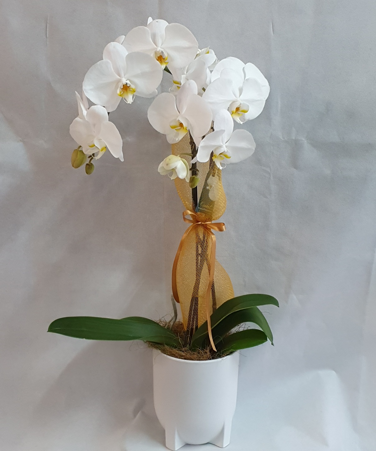 Phalaenopsis Orchids