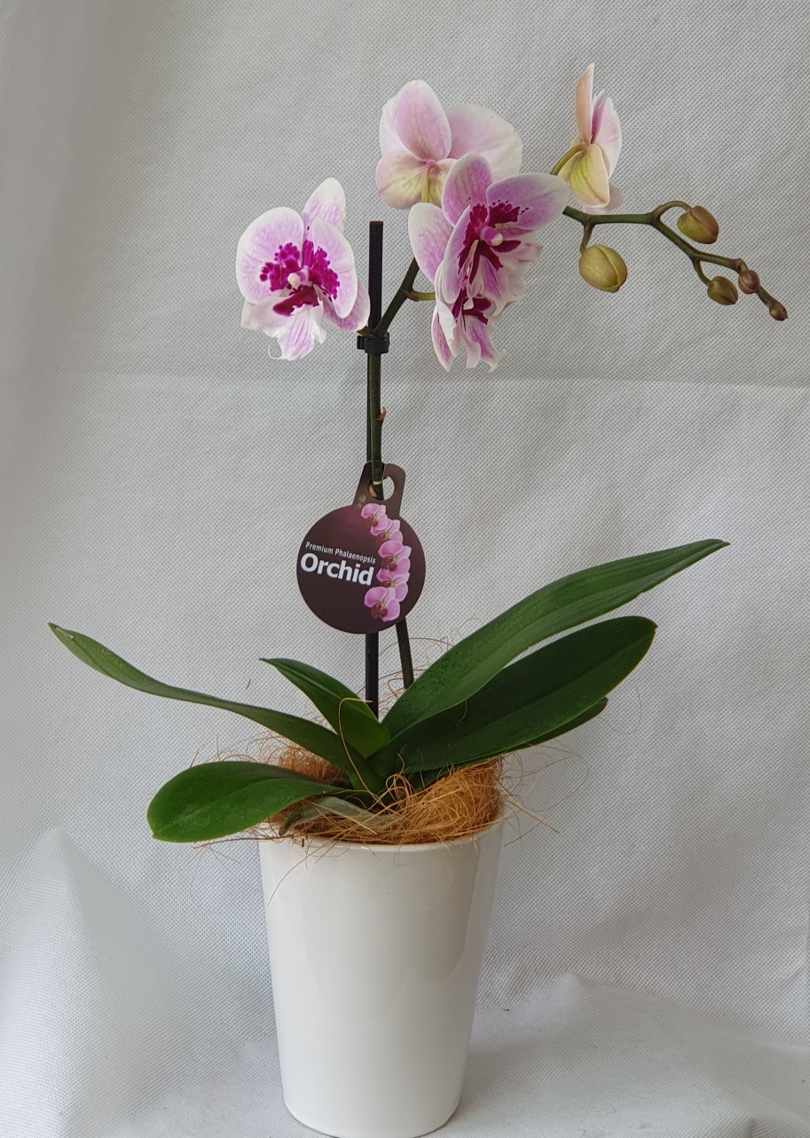 Pink  Phalaenopsis Orchid