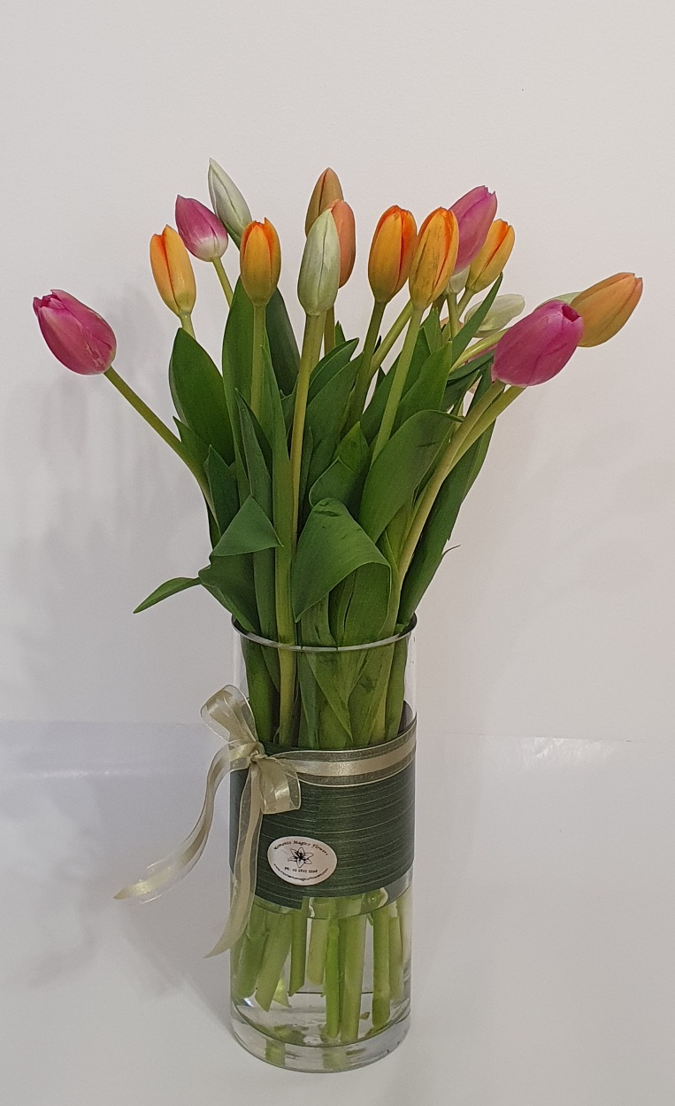 Holland Tulips 